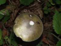Grüner Knollenblätterpilz